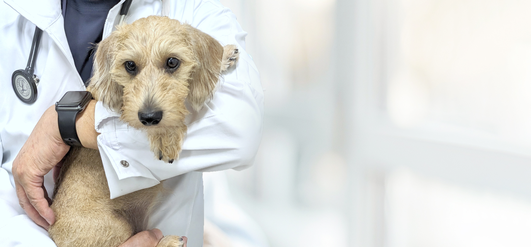 キービジュアル