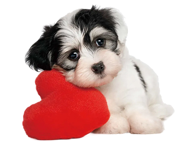 私たちの使命は、伴侶動物の健康を守ることです。